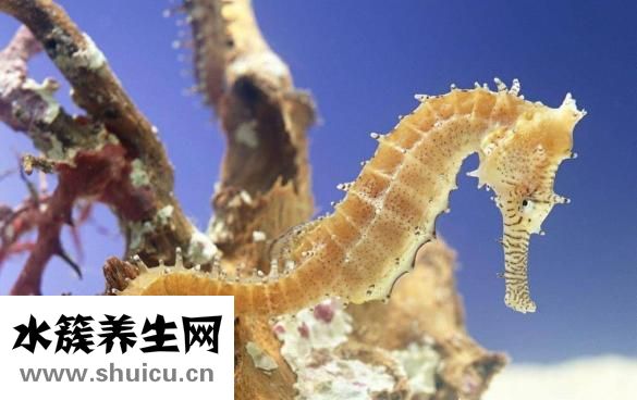 海皇肚怎么吃