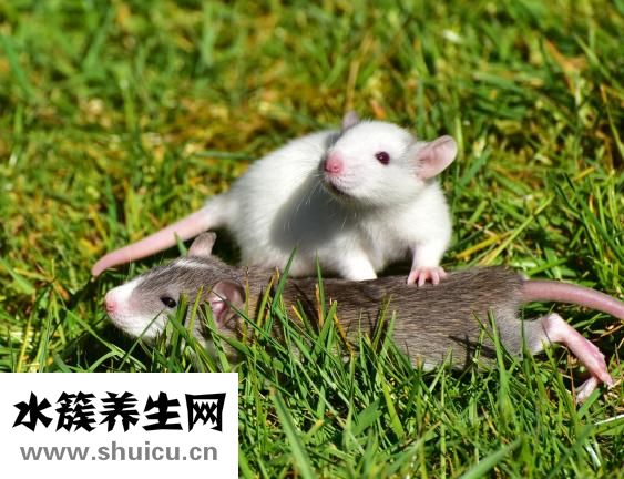 怕老鼠怎么办