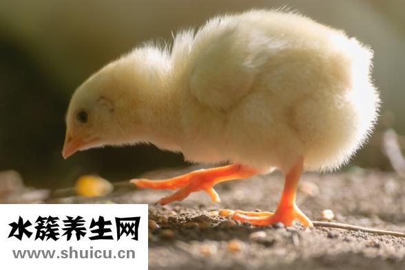 黄鳝怎么放血