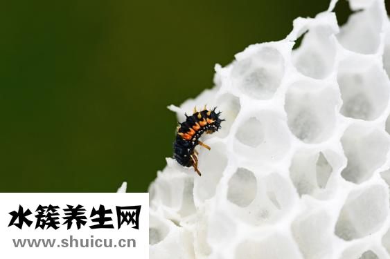 厕所虫子怎么办