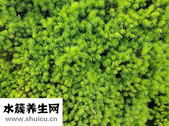 羊毛衫怎么补
