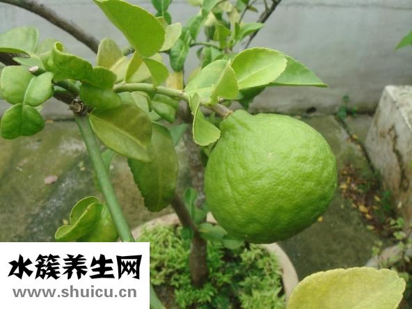 石灰病怎么治疗