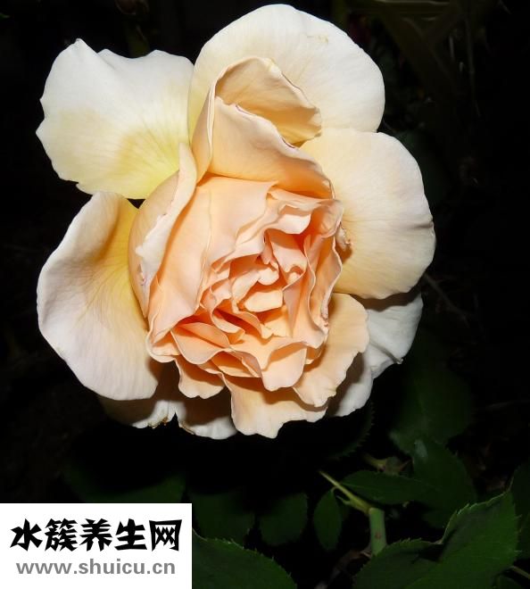 玫瑰百合怎么养