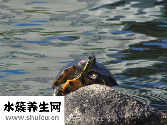 脚趾生冻疮怎么办