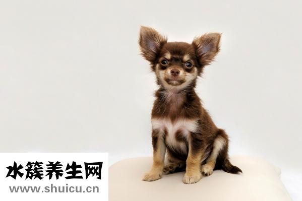 吉娃娃怎么驱虫