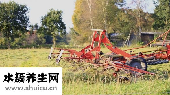 肚子肠鸣怎么回事