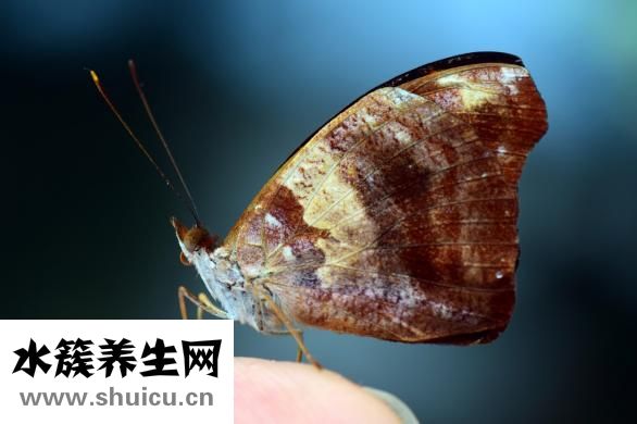 海皇肚怎么吃