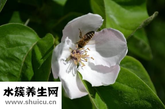 肚子肠鸣怎么回事