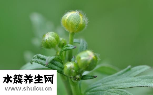 海棠干怎么吃