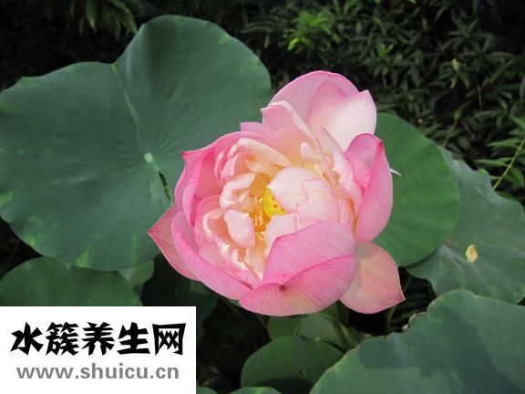 吃荷叶灰便秘怎么办