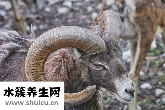 鹿茸怎么炖汤
