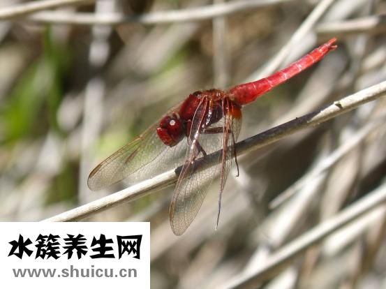 红霉素吃多了怎么办