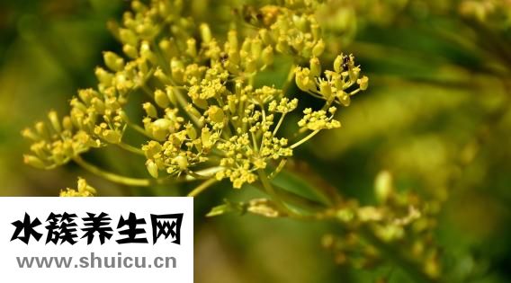 小青龙怎么烧