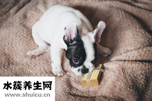 吉娃娃怎么驱虫