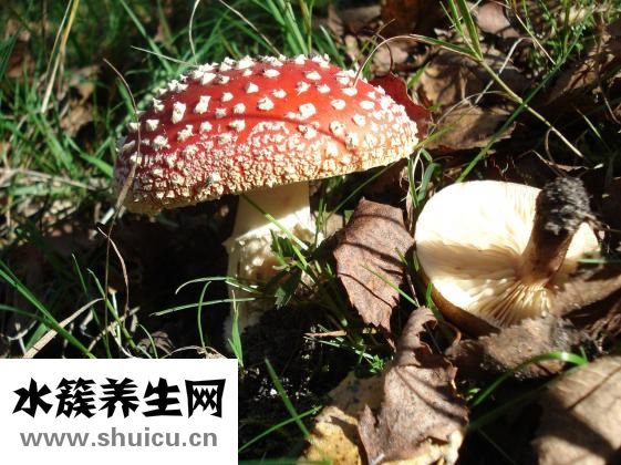 骨头粥怎么煲好吃
