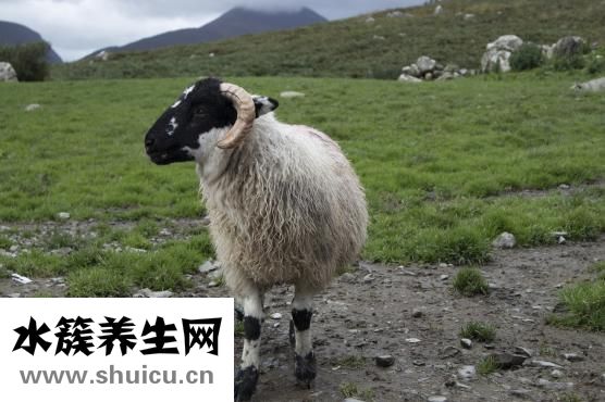 羊布病怎么治