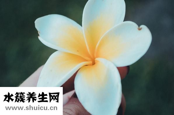 手比脸白怎么办