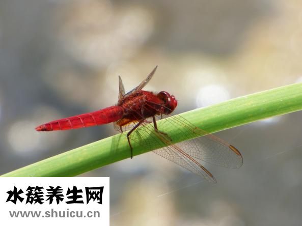 红霉素吃多了怎么办