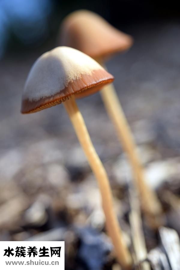 油蘑菇怎么洗