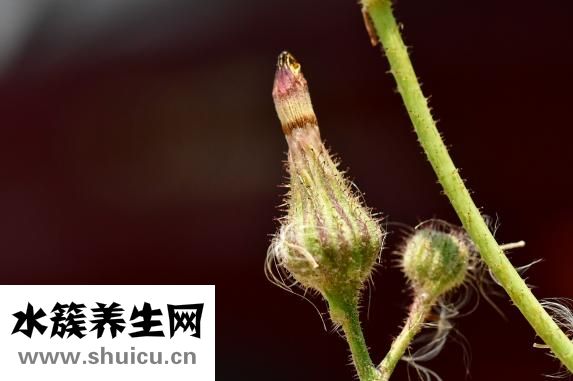 菩萨怎么摆