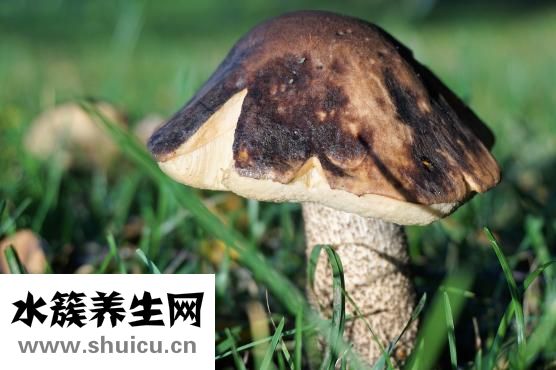 油蘑菇怎么洗