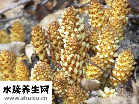 怎么寻找野生乌灵参