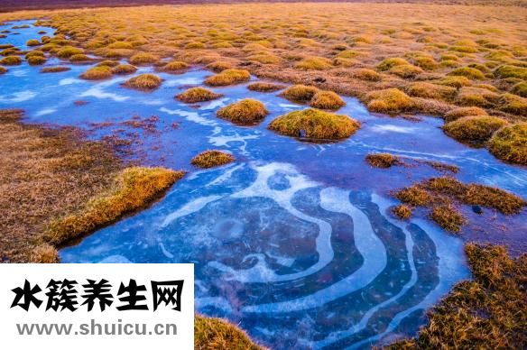 海棠干怎么吃