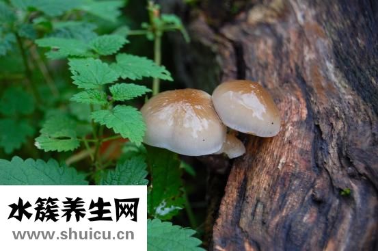 观音土怎么吃