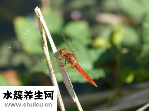 红霉素吃多了怎么办