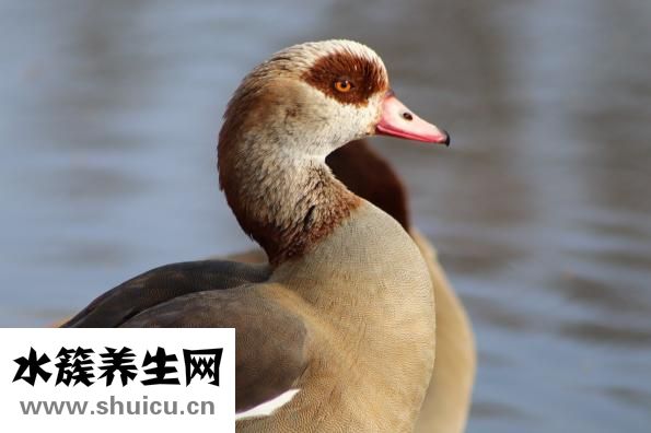 卷发怎么变成直发