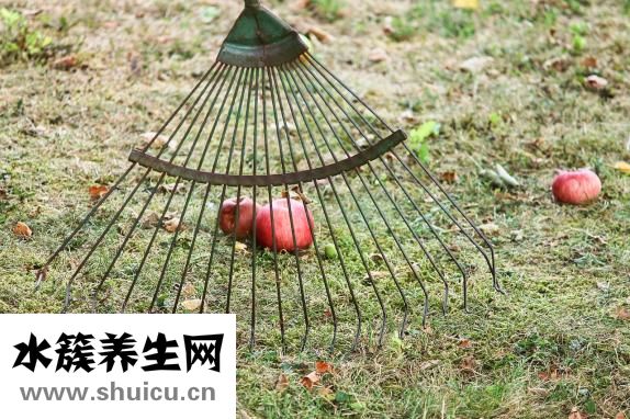 鲈鱼拼音怎么写