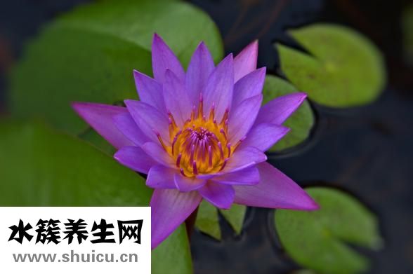 平菇怎么保鲜