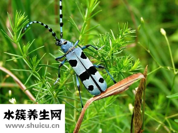 怎么才能怀上龙凤胎