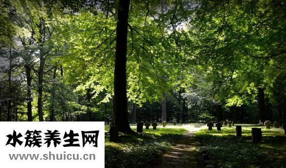提子膏怎么做