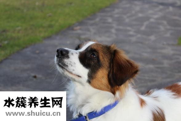 吃了活蚂蚁怎么办