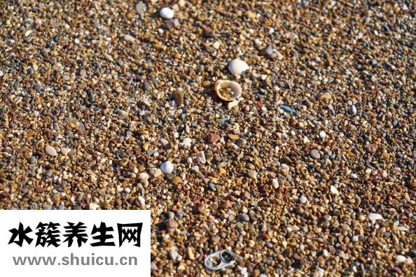 小青龙怎么烧