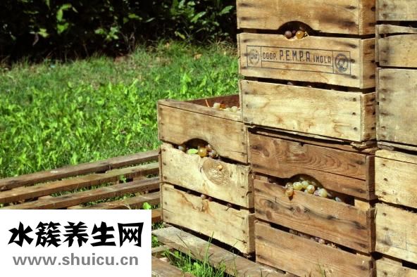 提子膏怎么做