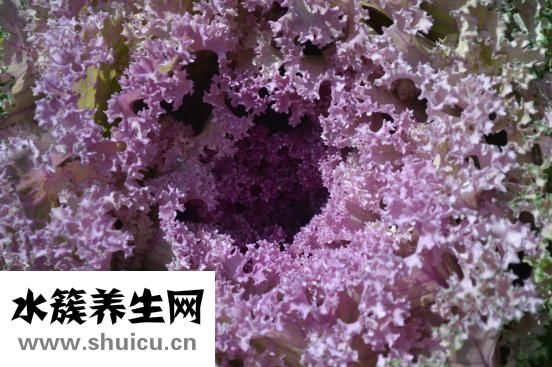 平菇怎么保鲜