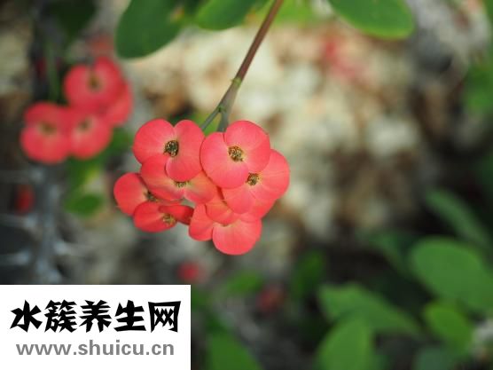 海棠干怎么吃
