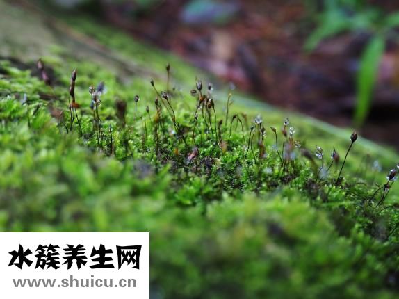 大脑瓜怎么吃