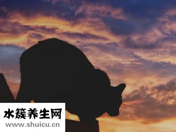 怎么保养肝脏