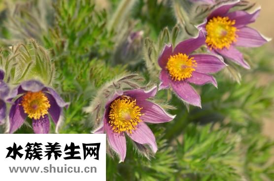 白头翁怎么分公母