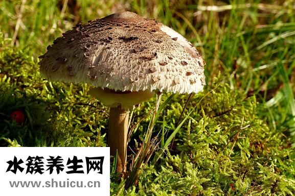 白蘑菇营养丰富有特有香气可以怎么洗？