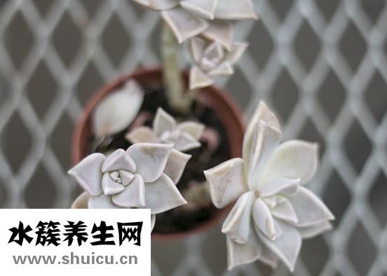 德国切肉刀怎么选