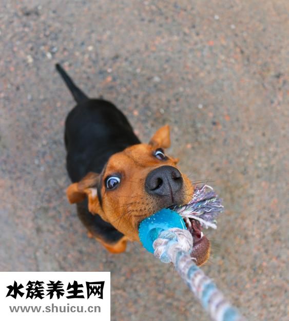 布丁仓鼠跑了怎么办