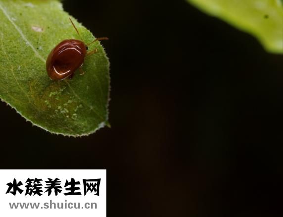 大脑瓜怎么吃