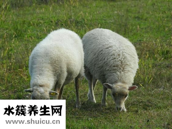 羊布病怎么治