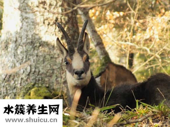 怎么寻找野生乌灵参
