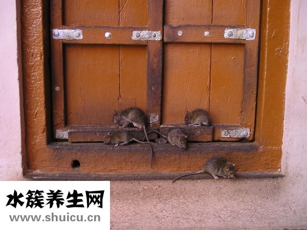 怕老鼠怎么办