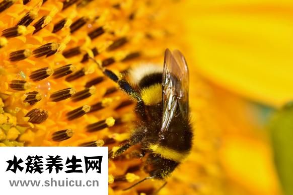 大脑瓜怎么吃